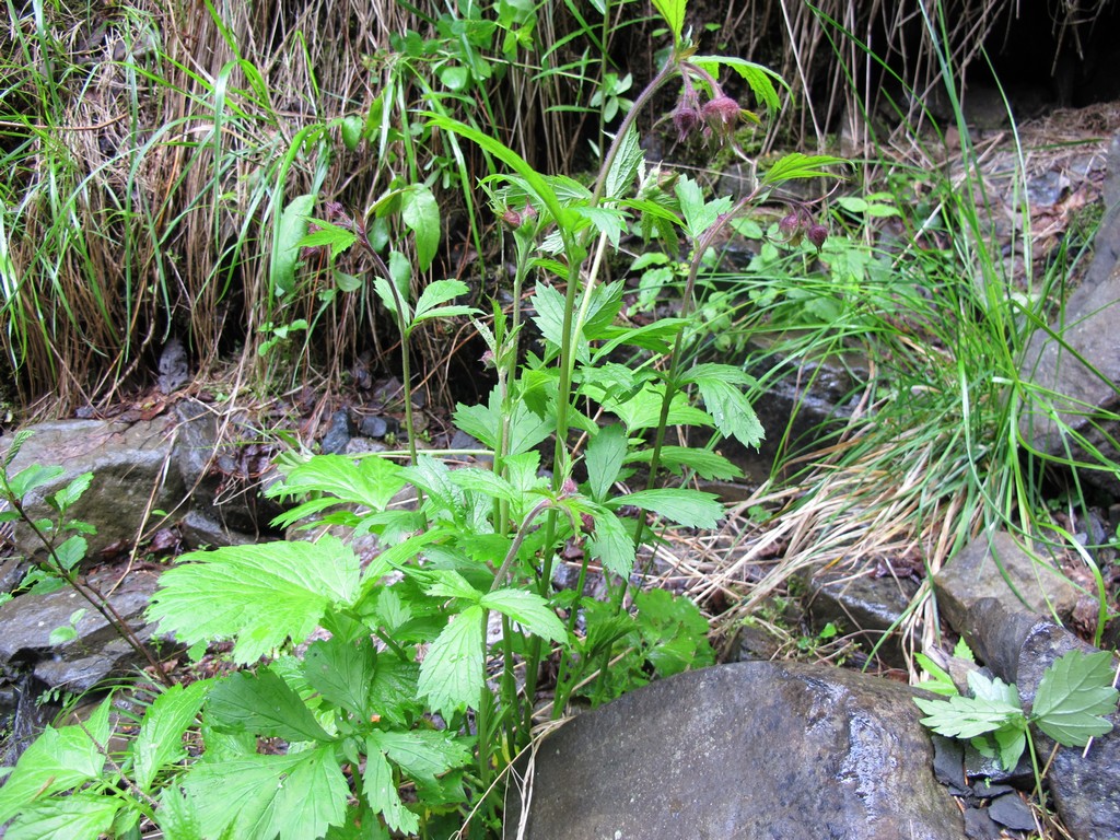 Image of Geum rivale specimen.