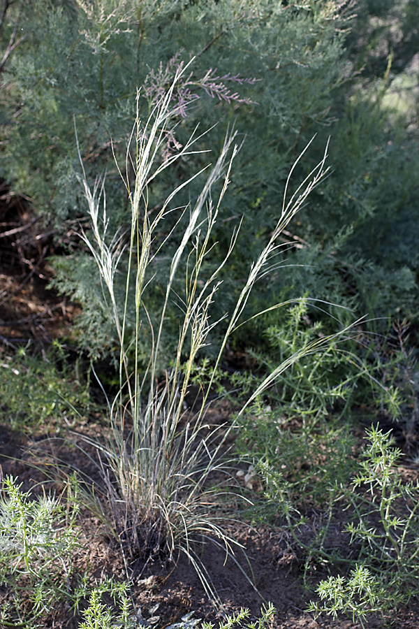 Изображение особи род Stipa.