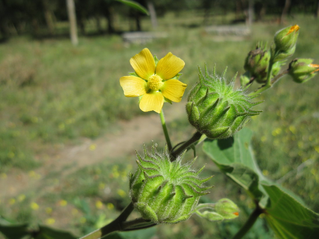 Image of Abutilon theophrasti specimen.