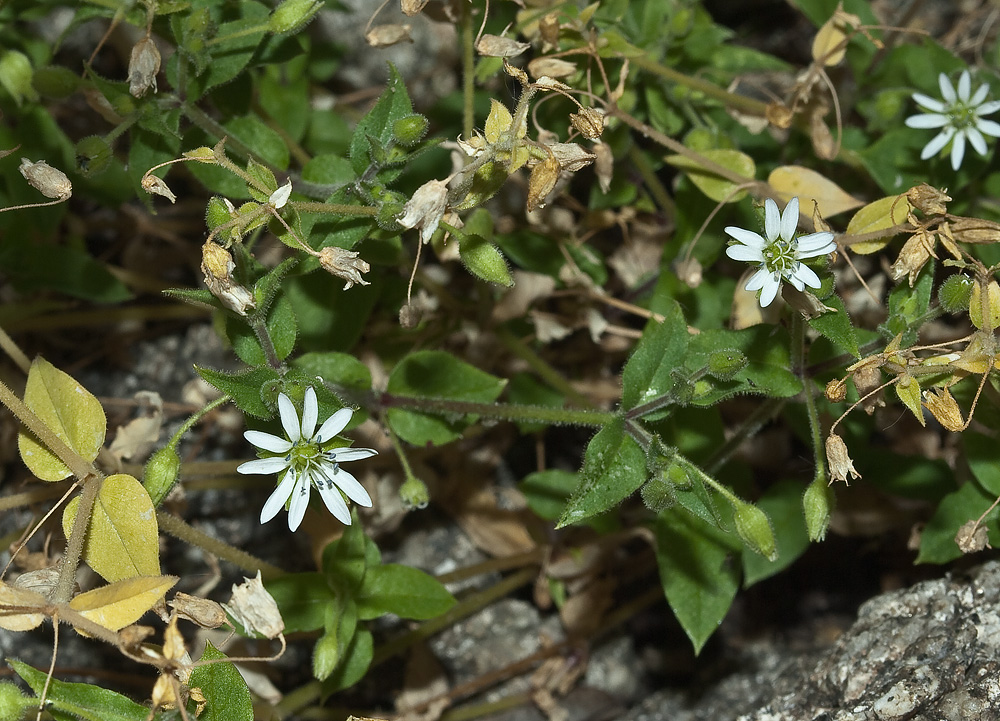 Image of Myosoton aquaticum specimen.