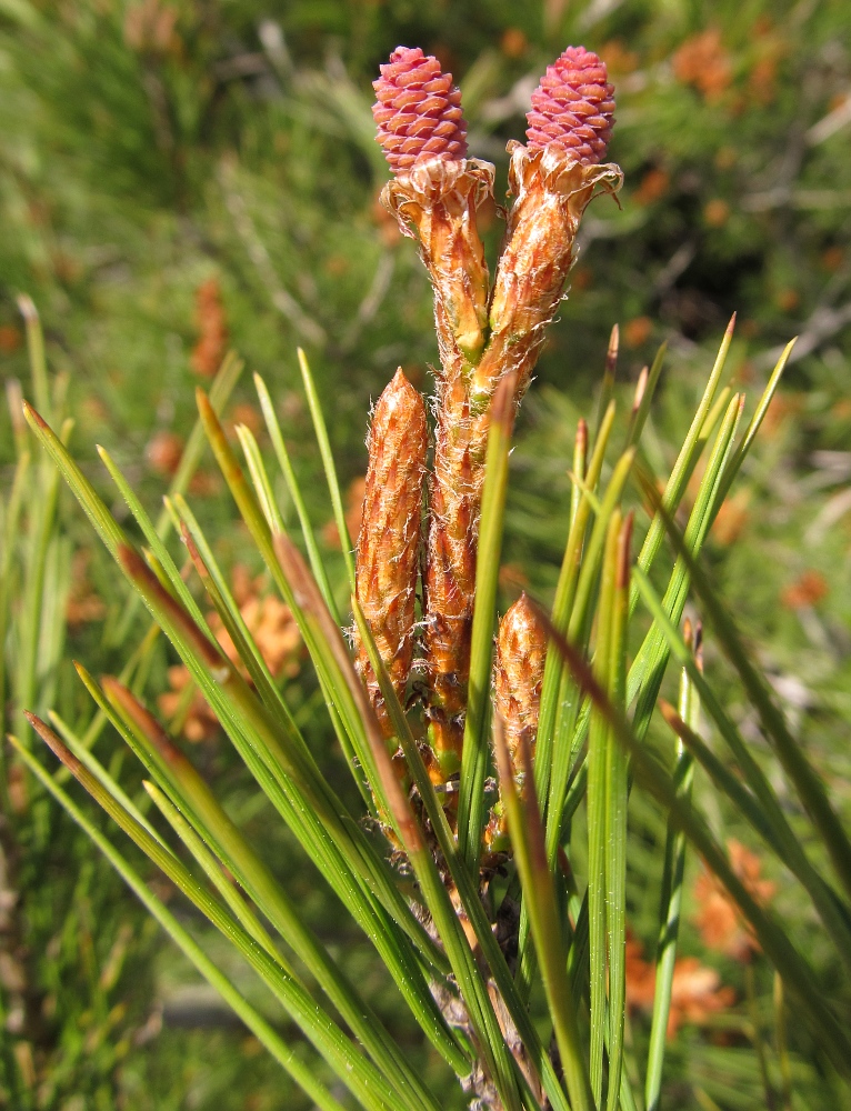 Изображение особи Pinus halepensis.