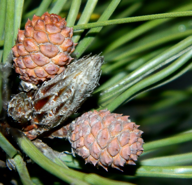 Image of genus Pinus specimen.