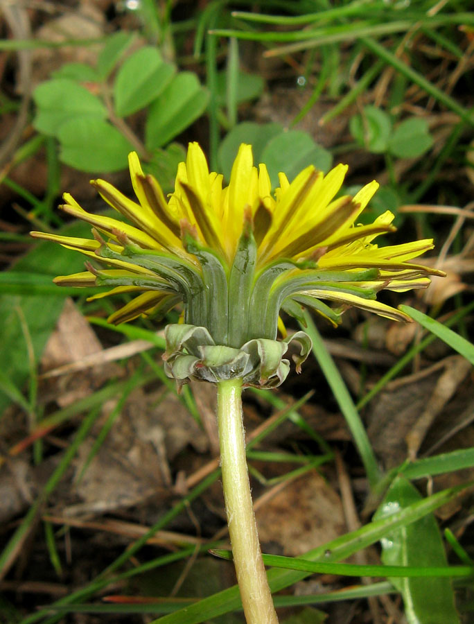 Image of Taraxacum erythrospermum specimen.