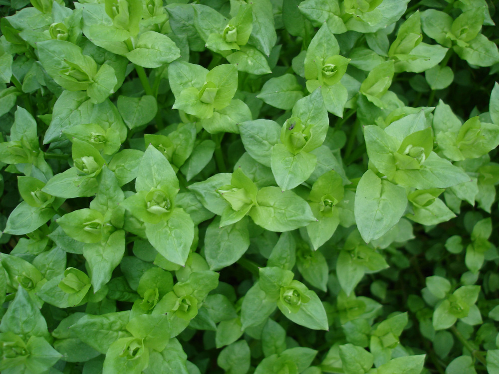 Image of Stellaria media specimen.