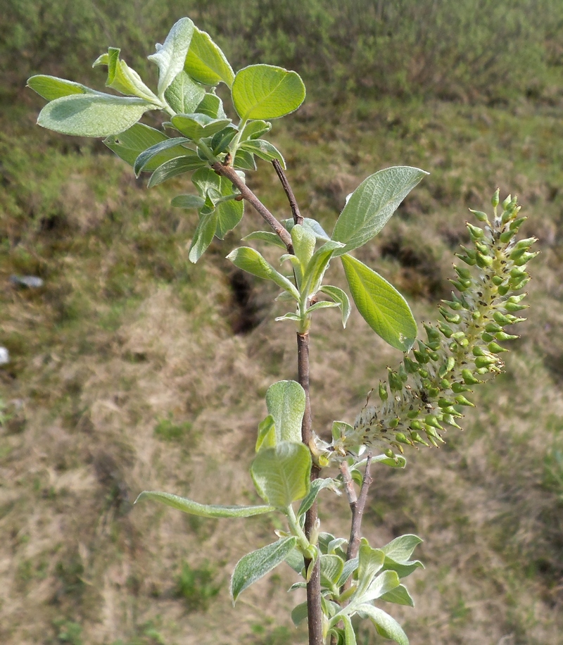 Image of Salix &times; puberula specimen.