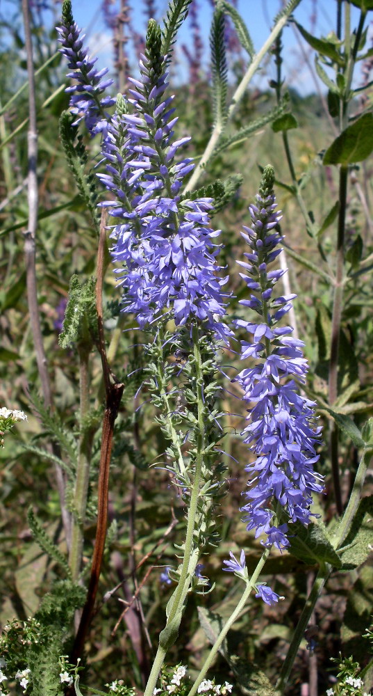 Image of Veronica orchidea specimen.