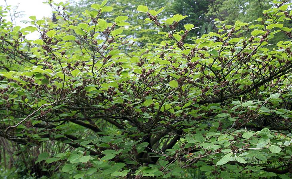 Image of Hamamelis mollis specimen.