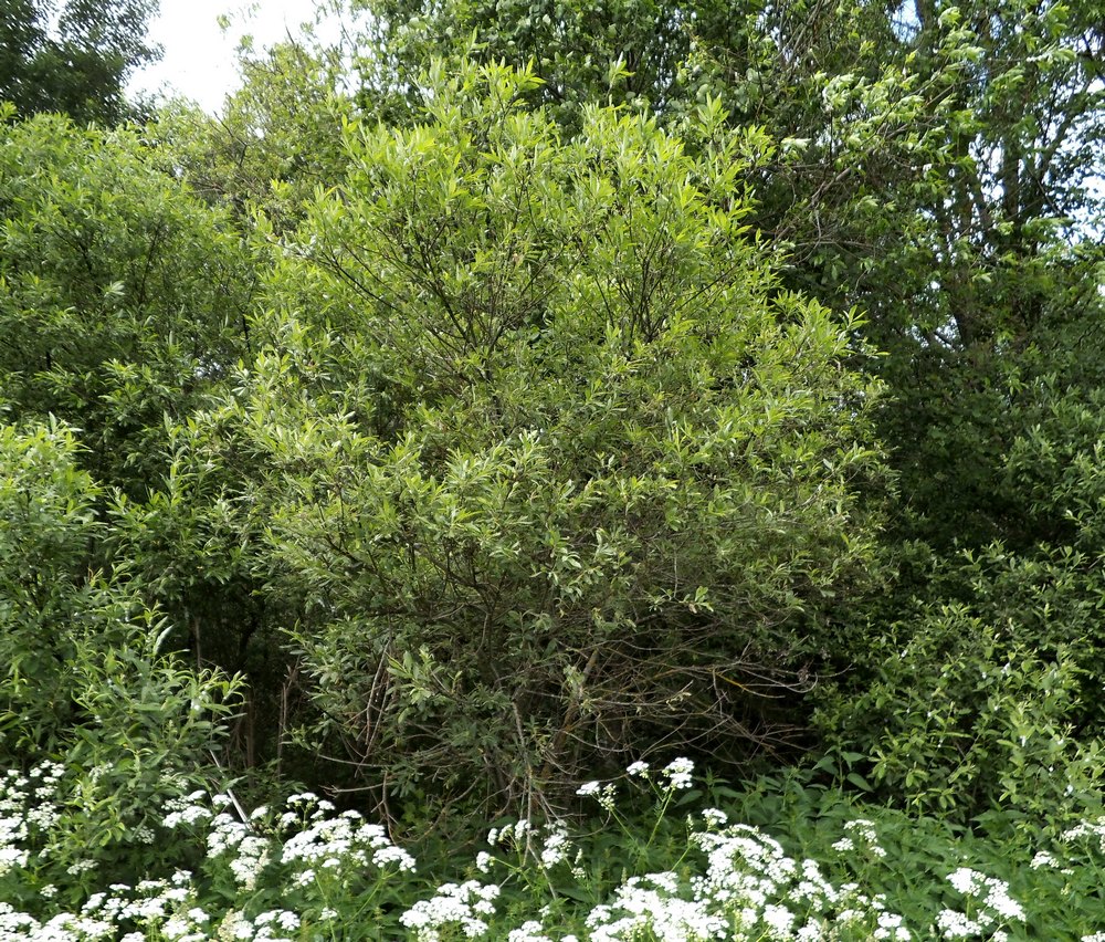 Image of Salix gmelinii specimen.