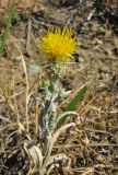 Centaurea solstitialis. Цветущее растение. Крым, Карадагский заповедник, биостанция, степной склон, у дороги. 11 июня 2013 г.