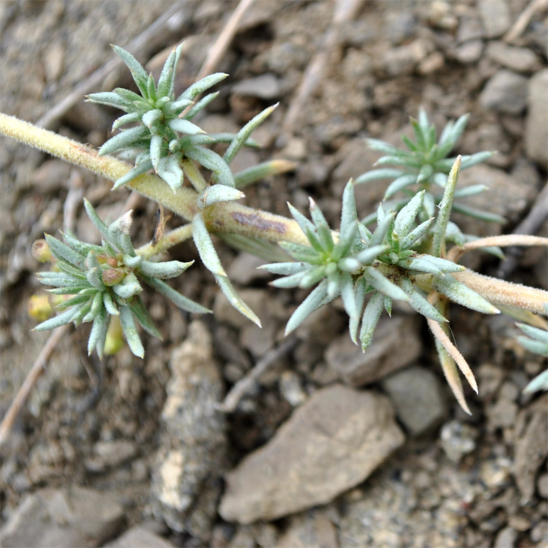 Image of Asperula glomerata specimen.