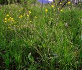 Ranunculus polyanthemos