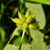 Anemone udensis. Плод. Приморский край, Уссурийский р-н, окр. с. Монакино, широколиственный лес. 22.06.2013.