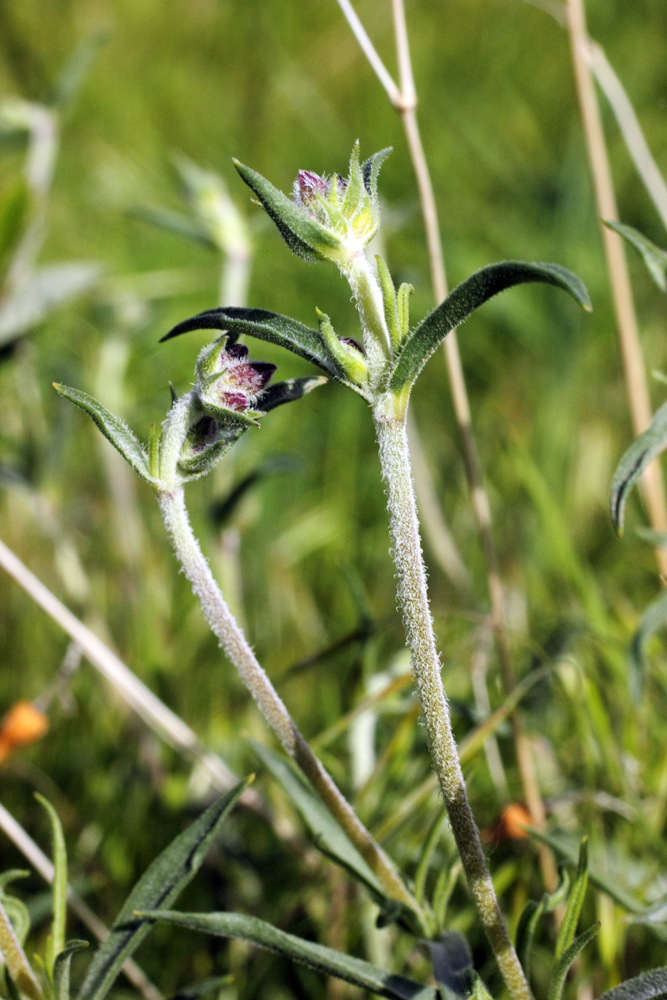 Image of Silene brahuica specimen.