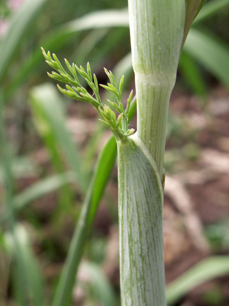 Изображение особи Ferula tschuiliensis.