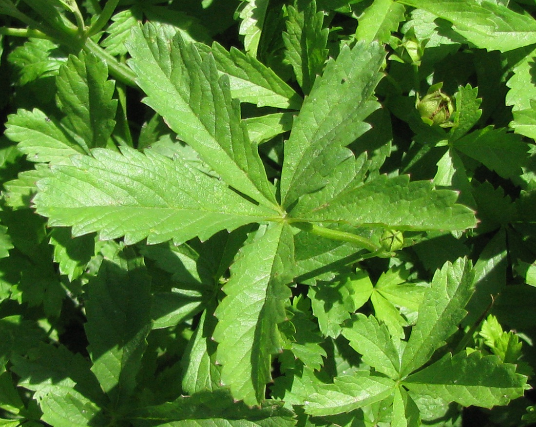 Изображение особи Potentilla reptans.