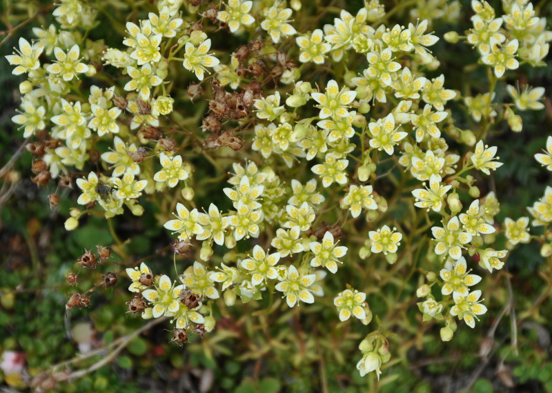 Image of Saxifraga funstonii specimen.