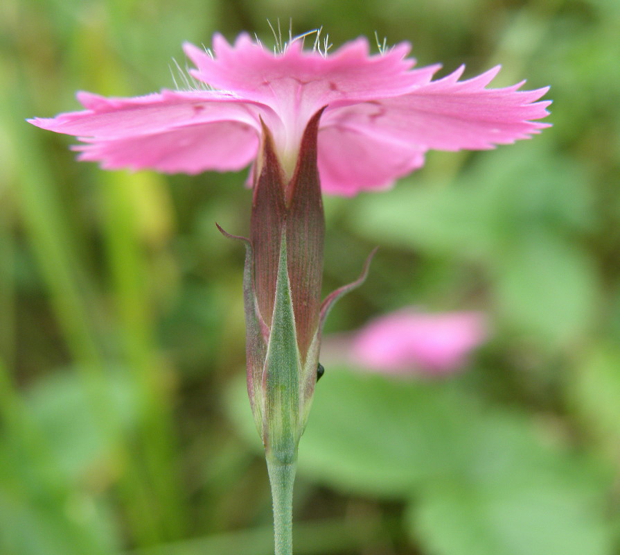 Image of Dianthus fischeri specimen.