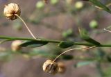 Linum lewisii. Плоды. Германия, г. Krefeld, Ботанический сад. 06.08.2013.