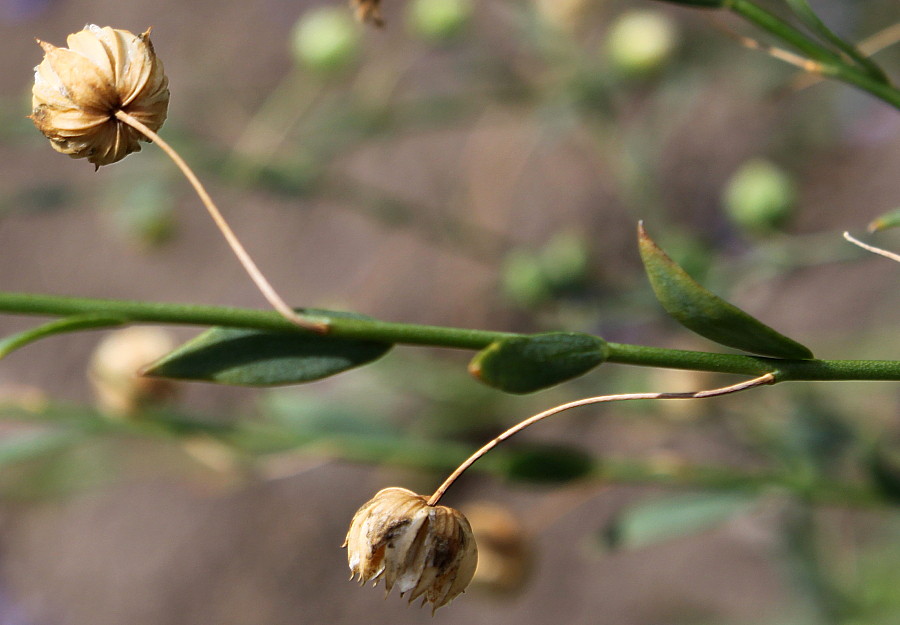 Image of Linum lewisii specimen.