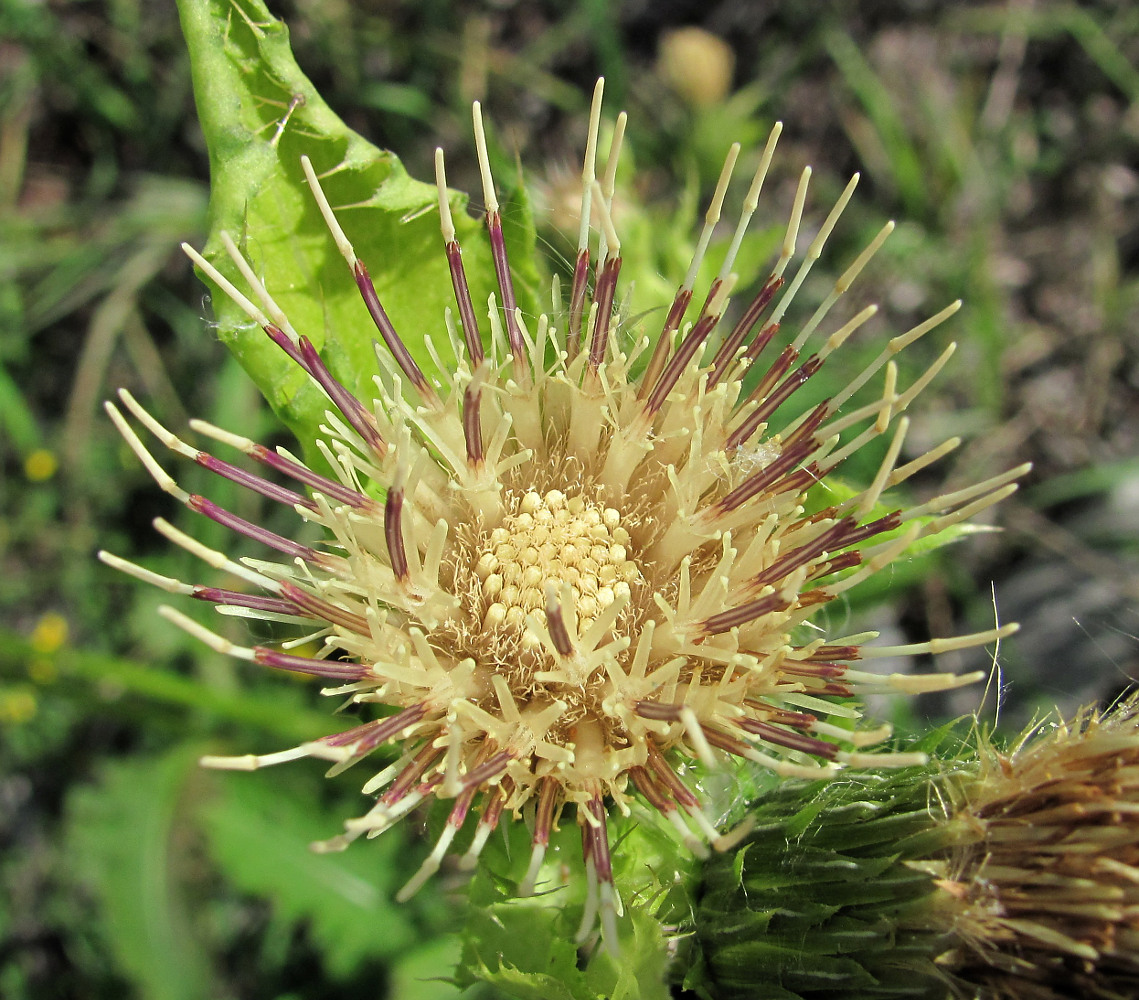 Image of Cirsium oleraceum specimen.