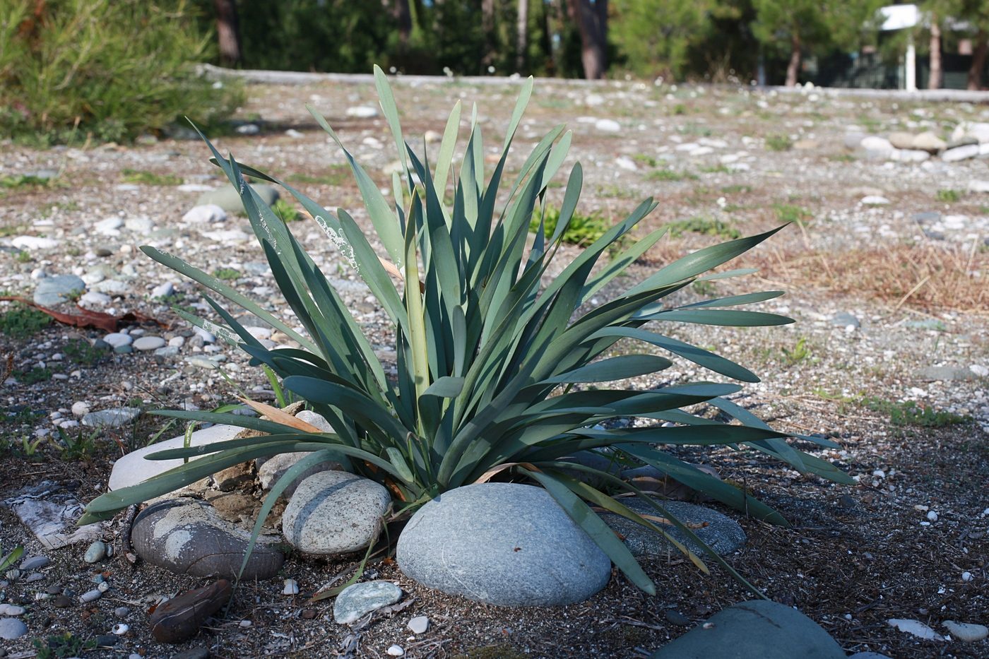 Image of Pancratium maritimum specimen.