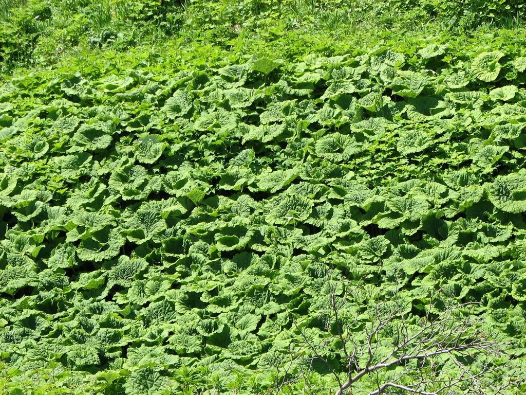 Image of Petasites amplus specimen.