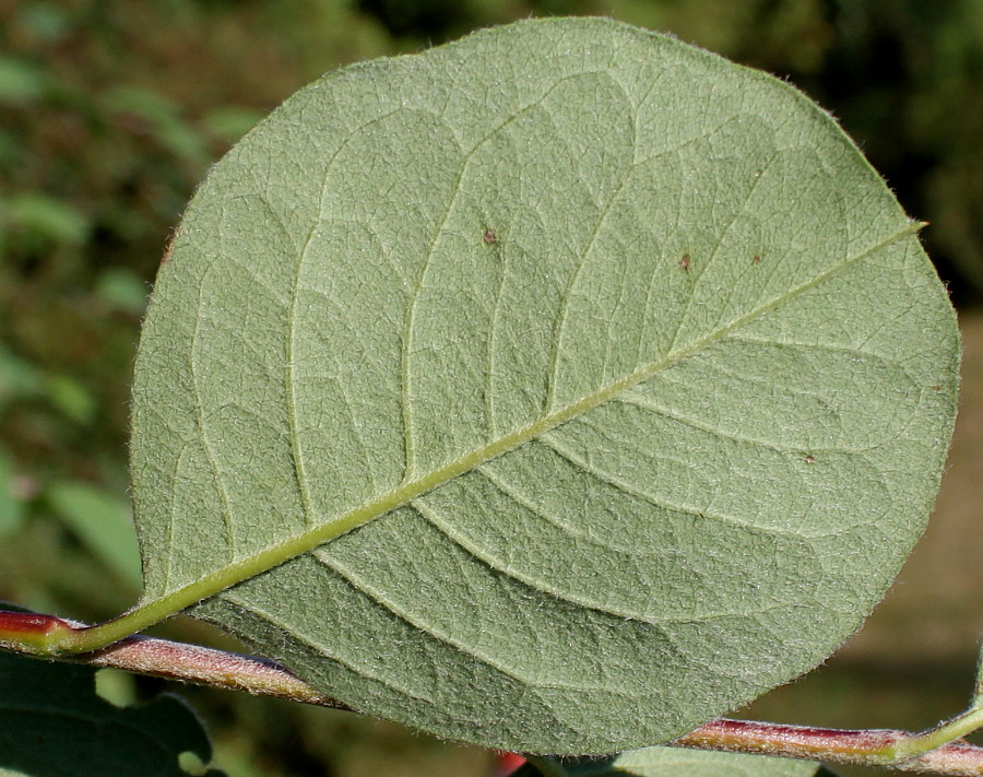 Image of genus Cotoneaster specimen.