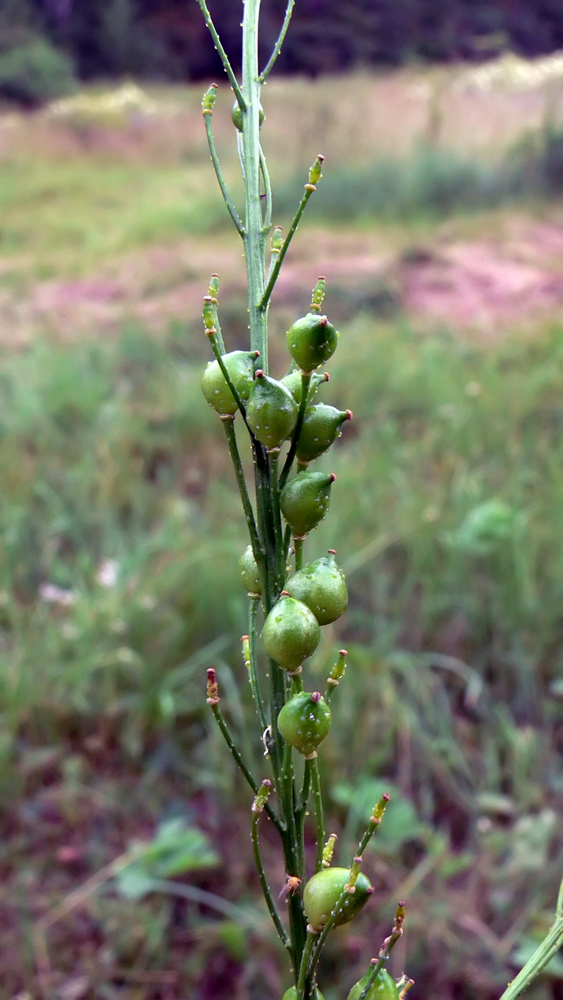 Image of Bunias orientalis specimen.