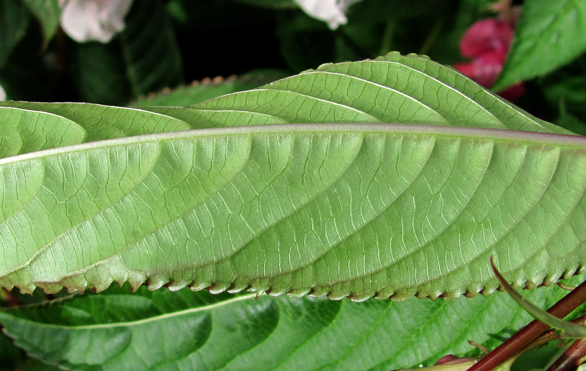 Image of Impatiens glandulifera specimen.