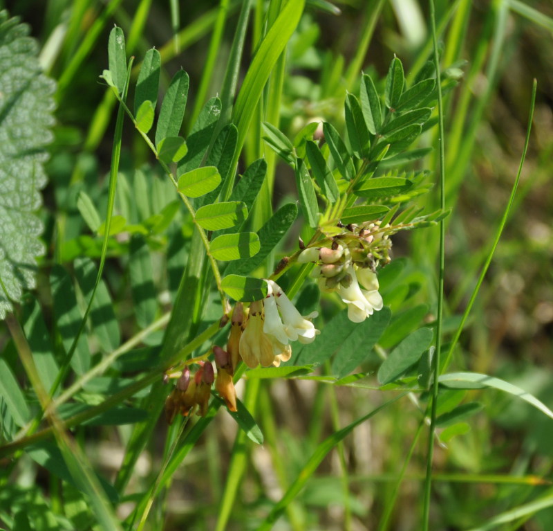 Image of Vicia abbreviata specimen.