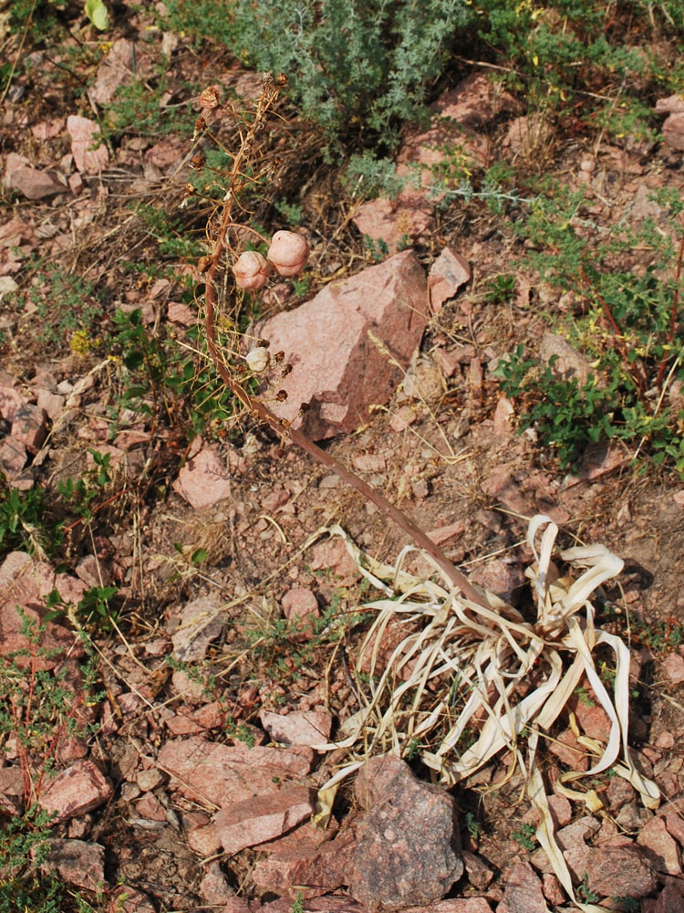 Image of Eremurus lactiflorus specimen.