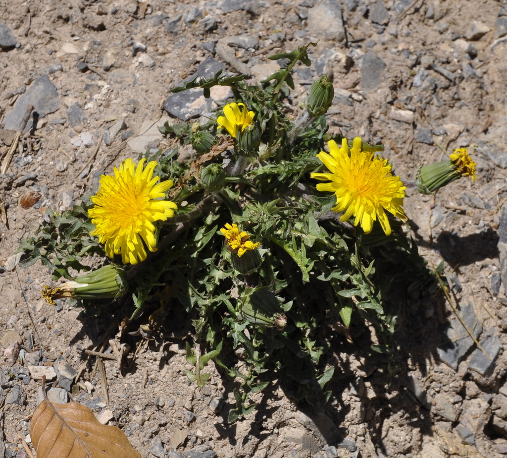 Image of genus Taraxacum specimen.