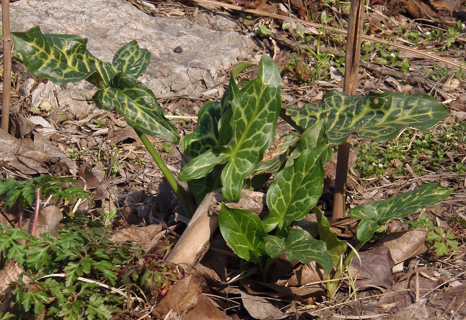 Image of Arum italicum specimen.