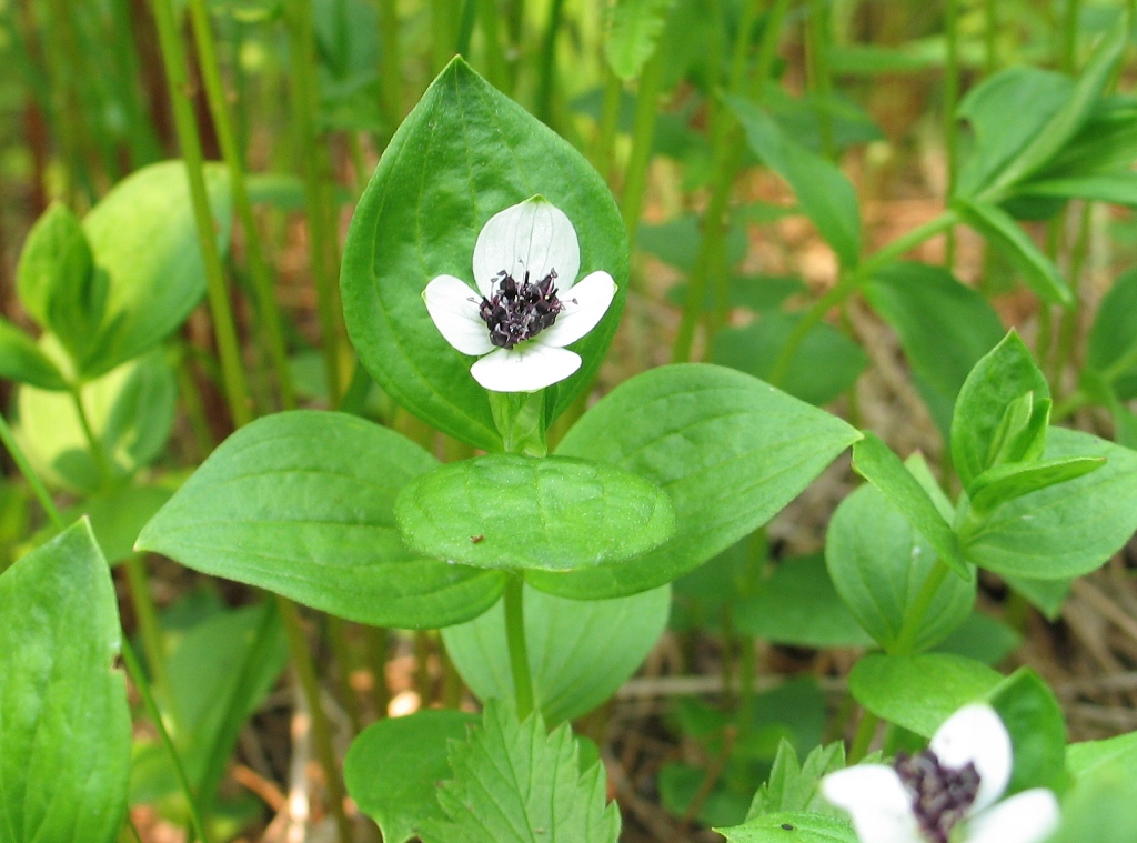 Изображение особи Chamaepericlymenum suecicum.