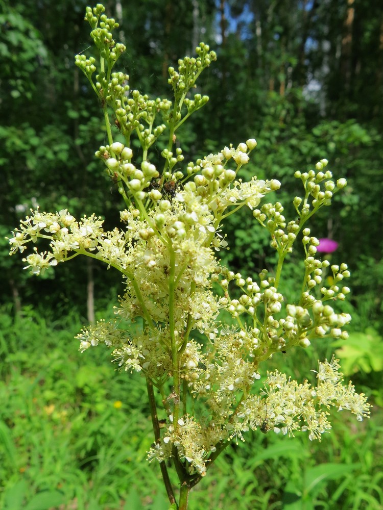 Image of Filipendula ulmaria specimen.