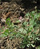 Fumaria parviflora. Цветущее и плодоносящее растение. Крым, Карадагский заповедник, парк биостанции, на клумбе. 7 мая 2014 г.
