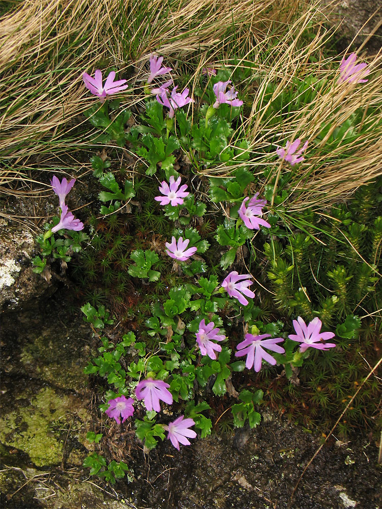 Изображение особи Primula minima.