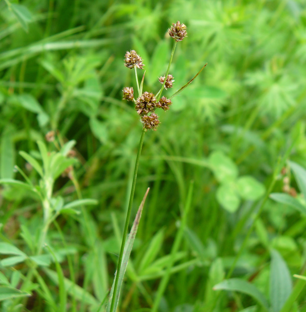 Изображение особи Luzula multiflora.