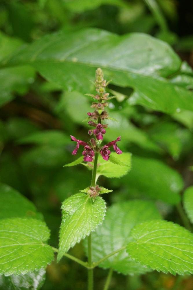 Изображение особи Stachys sylvatica.