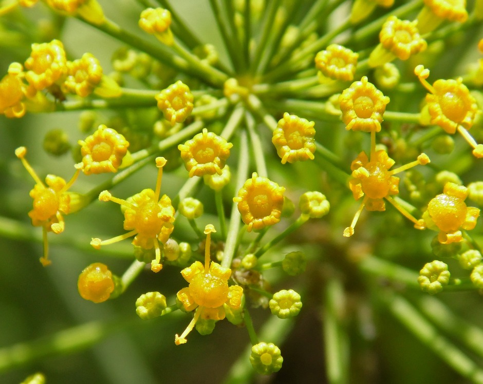 Изображение особи Anethum graveolens.