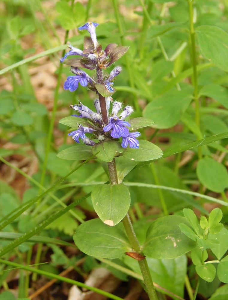 Image of Ajuga reptans specimen.