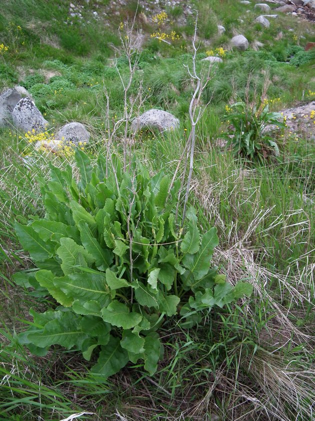 Image of Rumex confertus specimen.