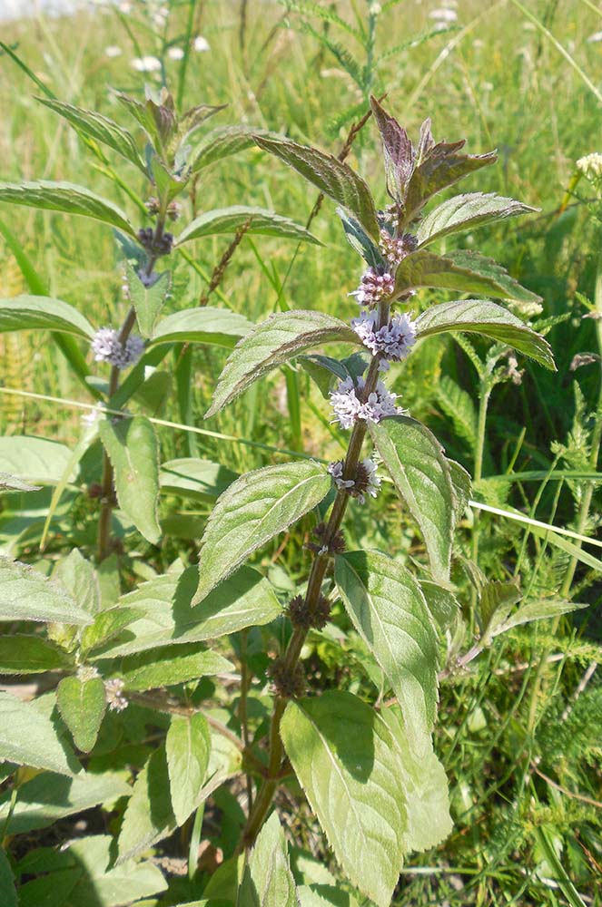 Image of Mentha arvensis specimen.