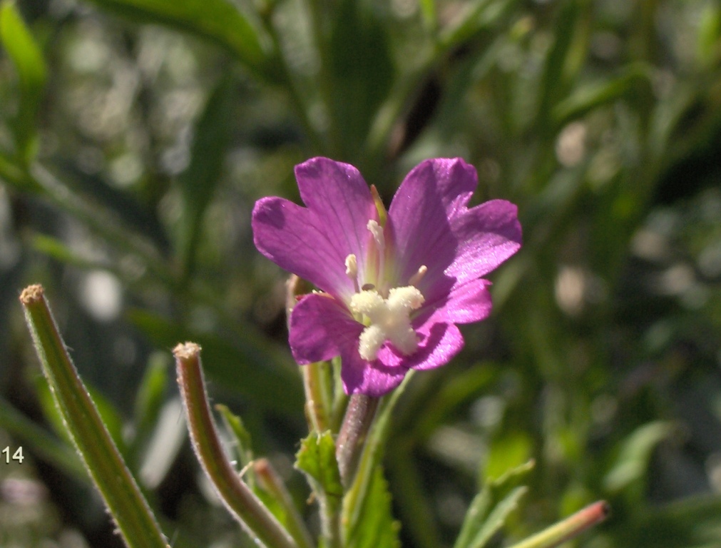 Image of Epilobium hirsutum specimen.