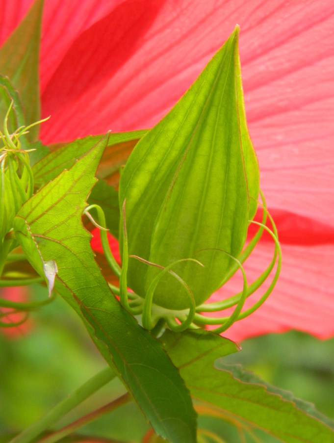 Image of Hibiscus coccineus specimen.