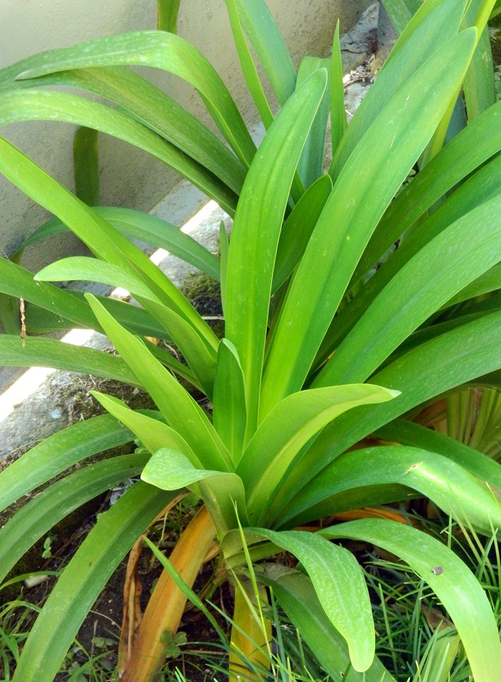 Изображение особи Agapanthus africanus.