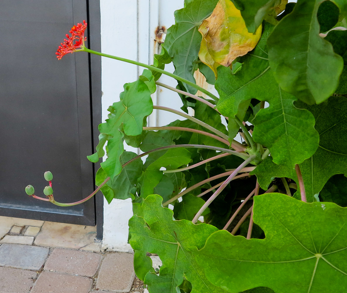 Image of Jatropha podagrica specimen.