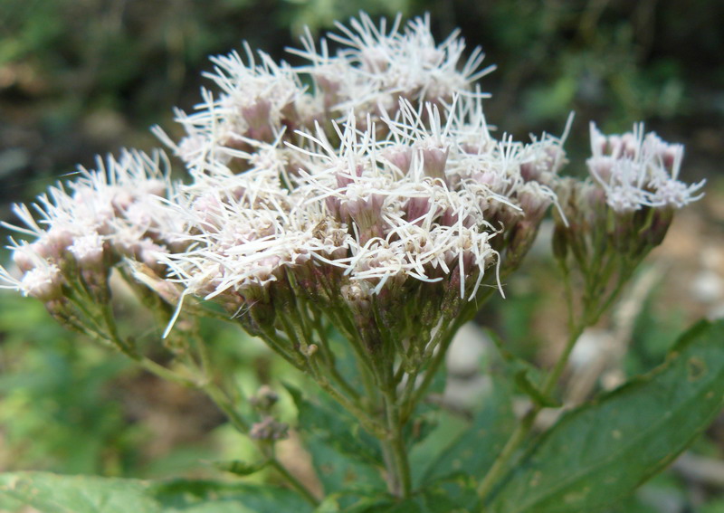 Image of Eupatorium cannabinum specimen.