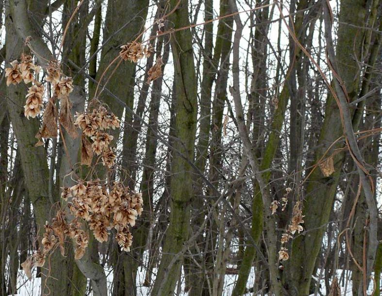 Изображение особи Humulus lupulus.