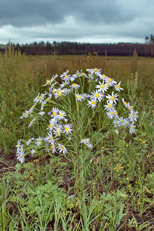 Изображение особи Heteropappus biennis.